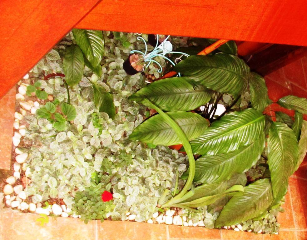 Pousada Flor De Lis Ilha Grande  Exterior foto